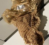 Puff adder molt - Senegal