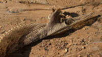 Puff adder molt - Senegal