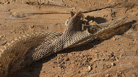 Puff adder molt - Senegal