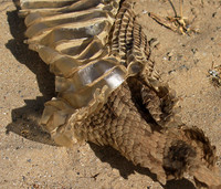 Puff adder molt - Senegal