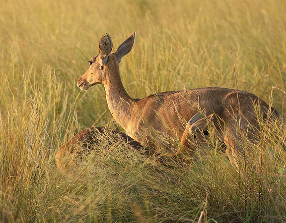 Duba Plain