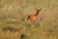 Moremi game reserve