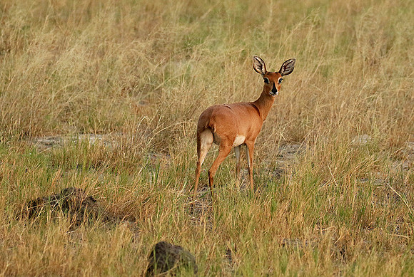 Moremi game reserve