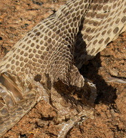 Puff adder molt - Senegal