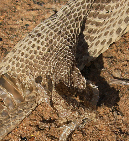 Puff adder molt - Senegal