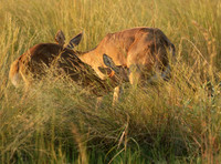 Duba Plain