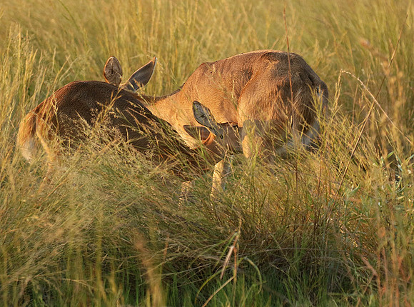 Duba Plain