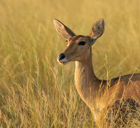 Duba Plain