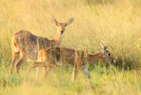 Duba Plain