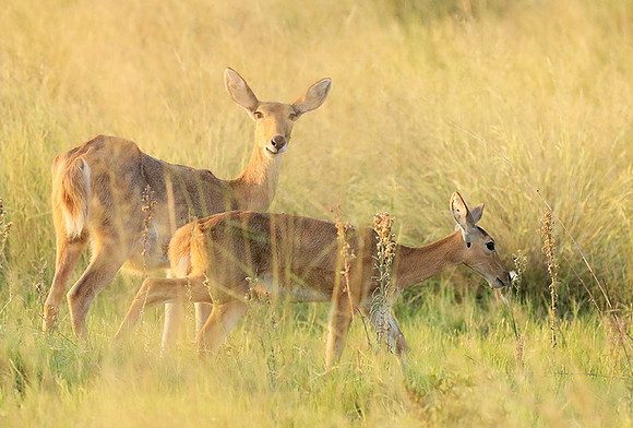 Duba Plain
