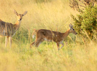 Duba Plain