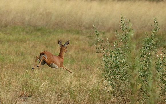 Moremi game reserve