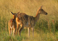Duba Plain