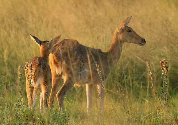 Duba Plain