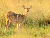 Duba Plain