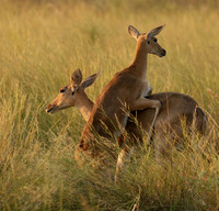 Duba Plain