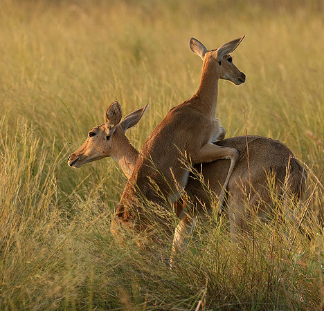 Duba Plain