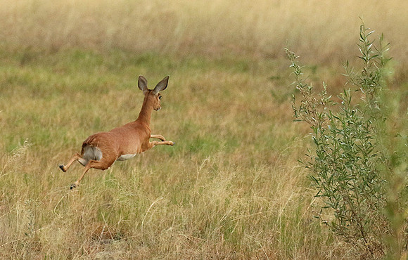 Moremi game reserve