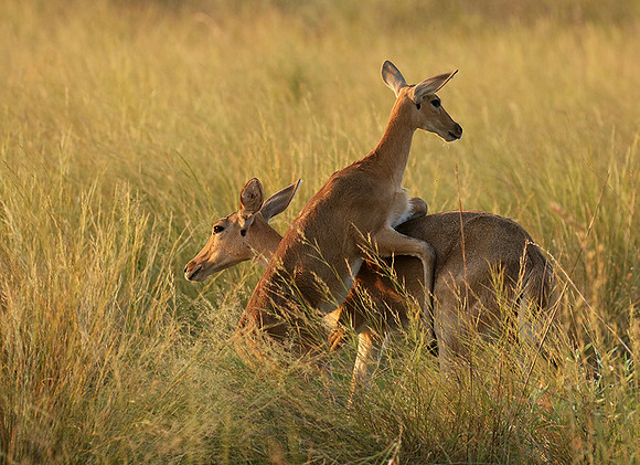 Duba Plain