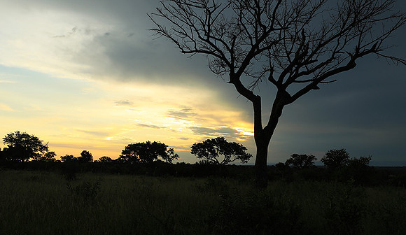 Sunset - Londolozi game reserve