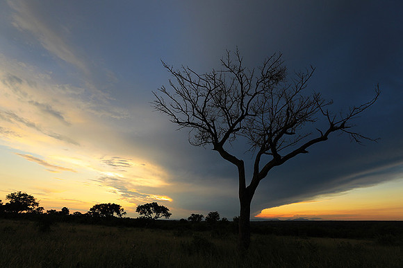 Sunset - Londolozi game reserve