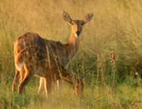 Duba Plain