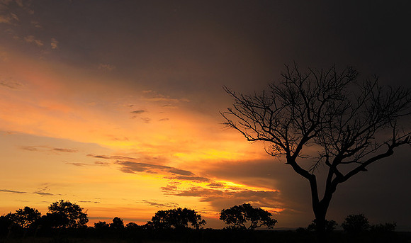 Sunset - Londolozi game reserve