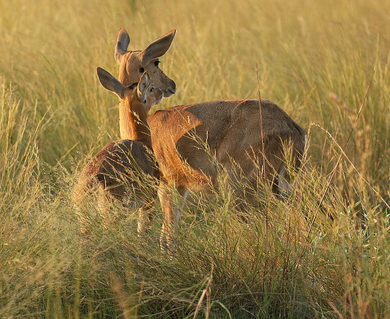 Duba Plain