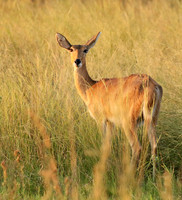 Duba Plain