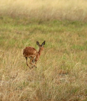 Moremi game reserve