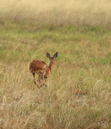 Moremi game reserve