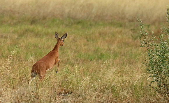 Moremi game reserve