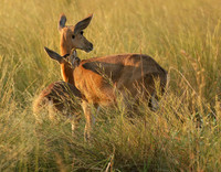 Duba Plain