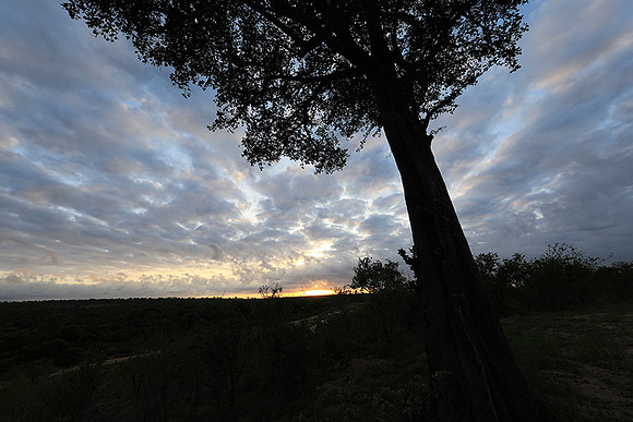 Sunrise - MalaMala