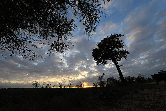 Sunrise - MalaMala
