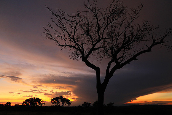Sunset - Londolozi game reserve