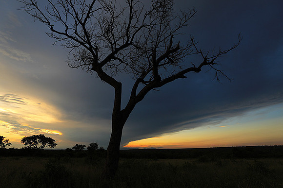 Sunset - Londolozi game reserve
