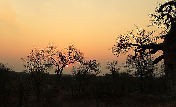 Tree silhouettes in sunset - Kruger NP