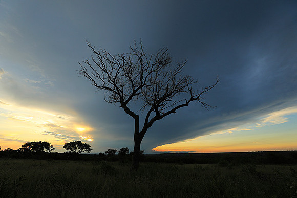 Sunset - Londolozi game reserve