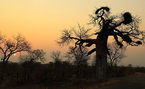 Tree silhouettes in sunset - Kruger NP