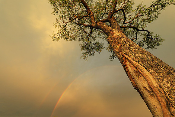 Sunset - Sabi Sand