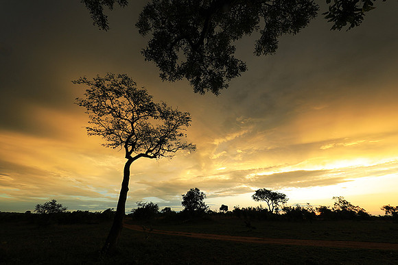 Sunset - Sabi Sand