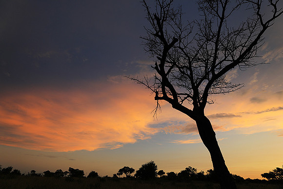 Sunset - Londolozi game reserve