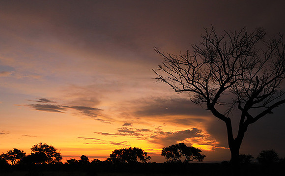 Sunset - Londolozi game reserve