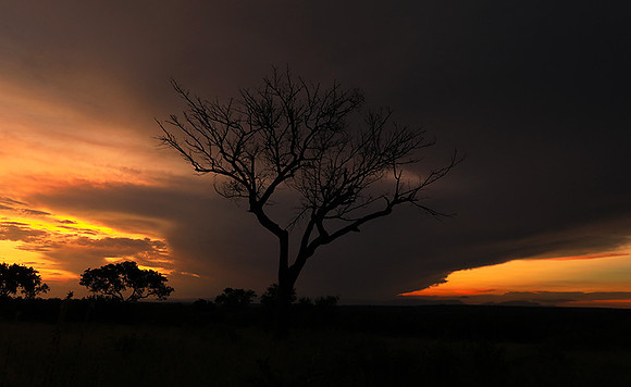 Sunset - Londolozi game reserve