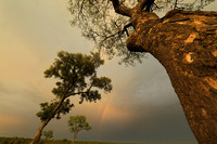 Sunset - Sabi Sand
