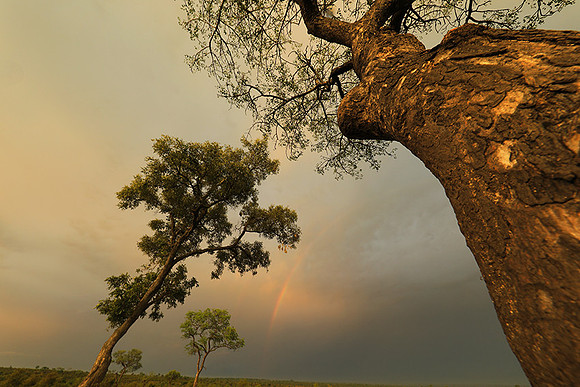 Sunset - Sabi Sand