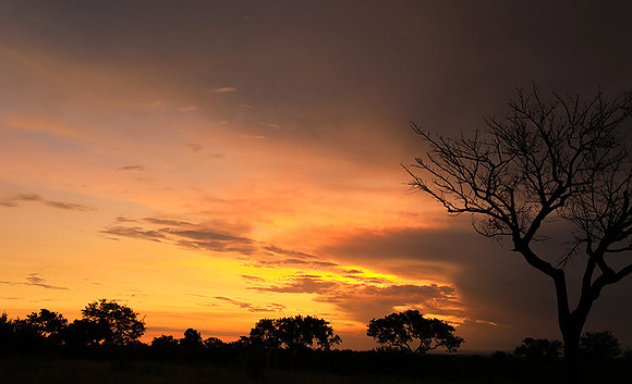 Sunset - Londolozi game reserve