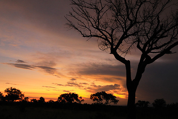 Sunset - Londolozi game reserve