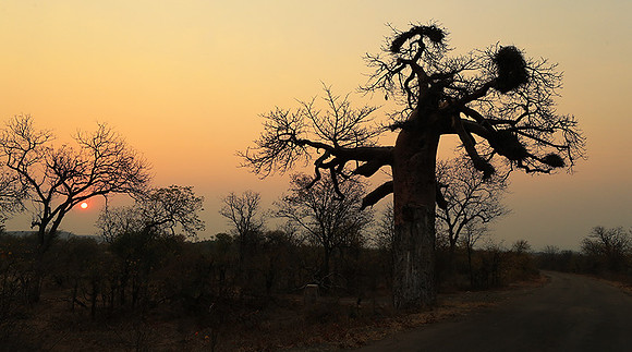Tree silhouettes in sunset - Kruger NP